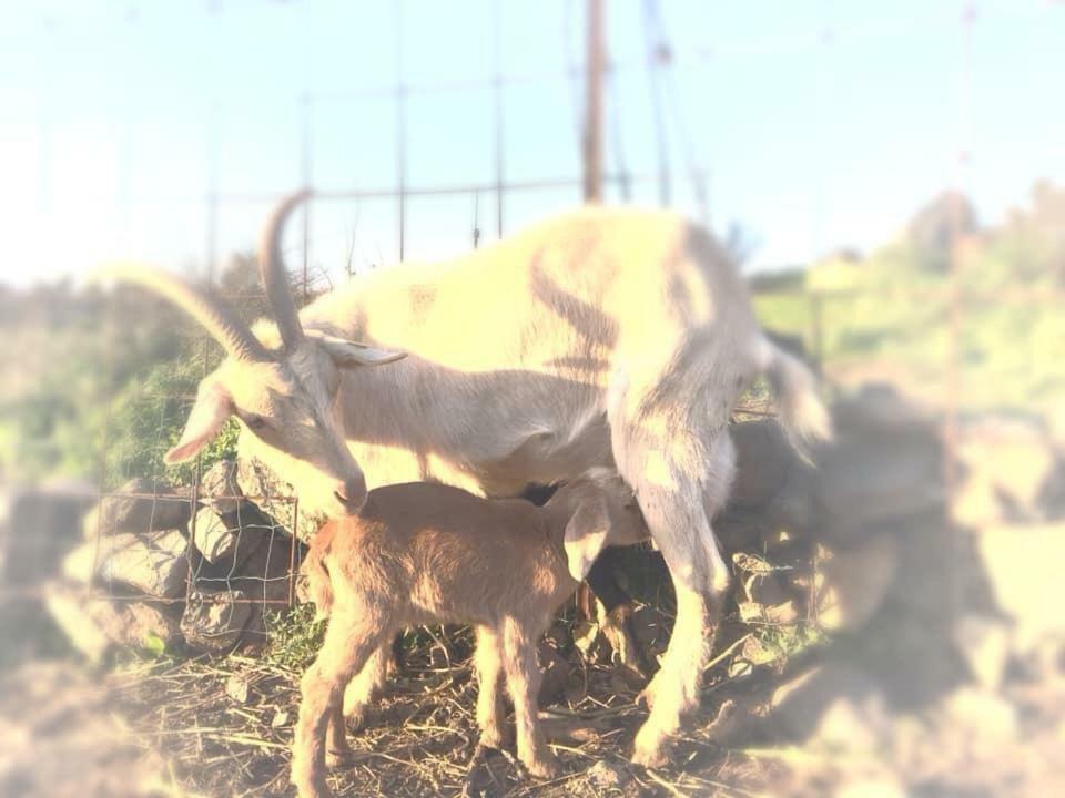 Natura-Eco Farm ภายนอก รูปภาพ