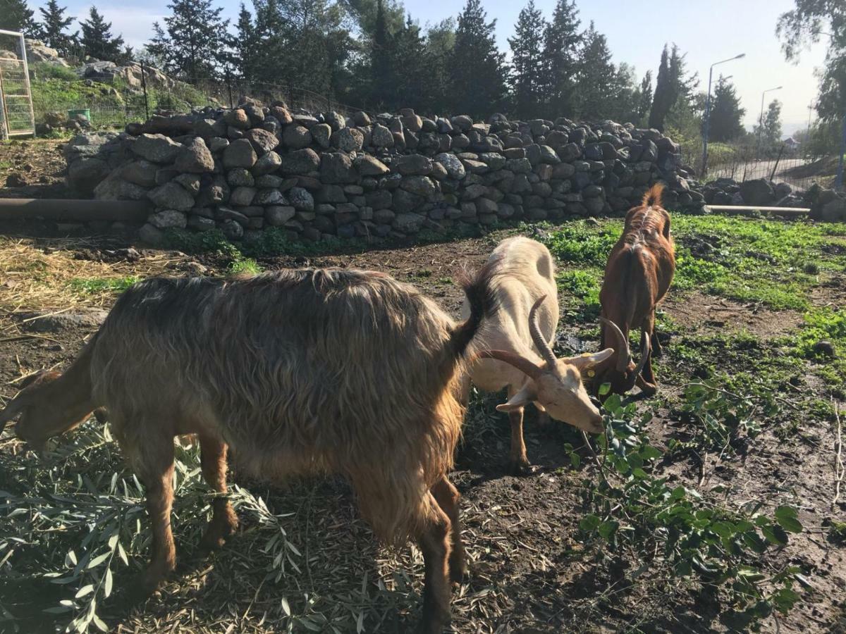 Natura-Eco Farm ภายนอก รูปภาพ